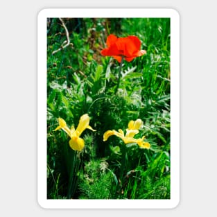 Giant Red Poppy and Irises Sticker